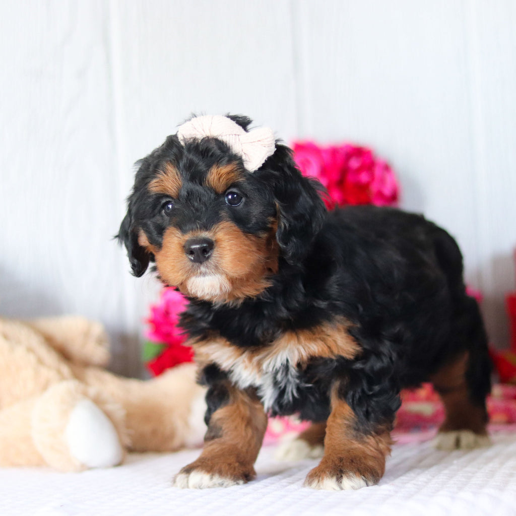 Nori - Available Now