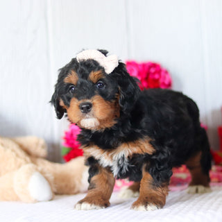 Nori - Available Now