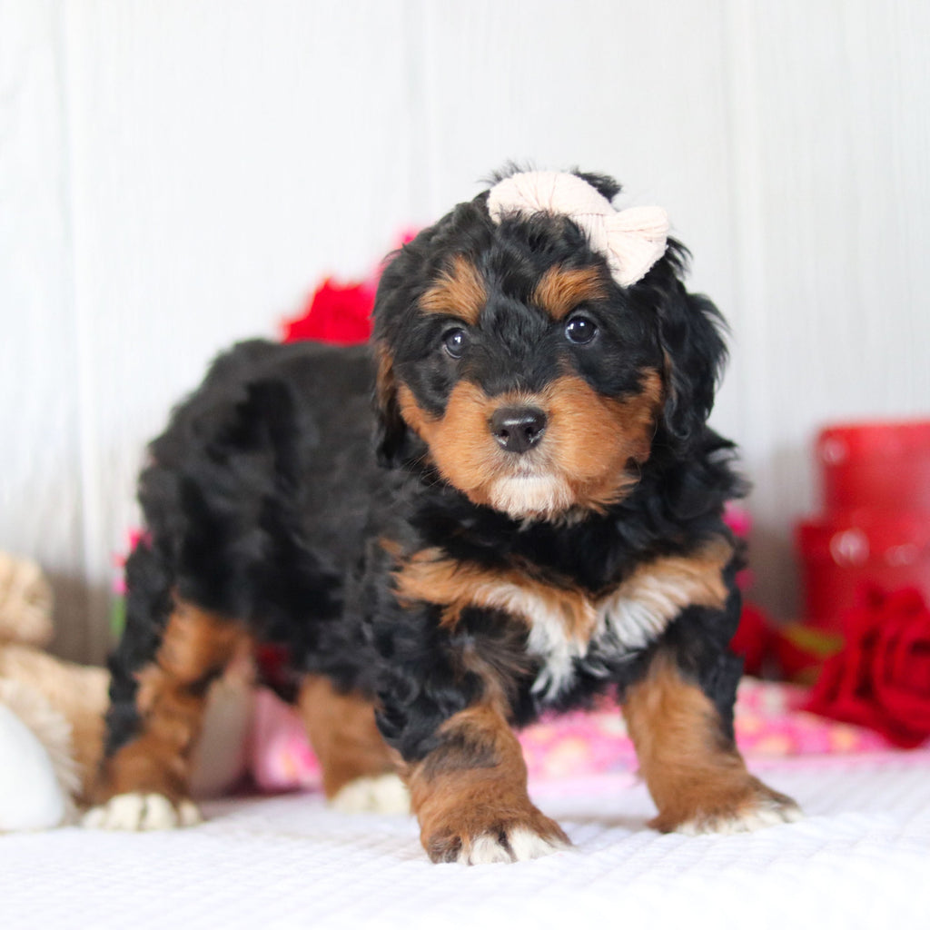 Nori - Available Now