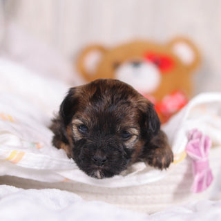 Petunia - Available 3/19