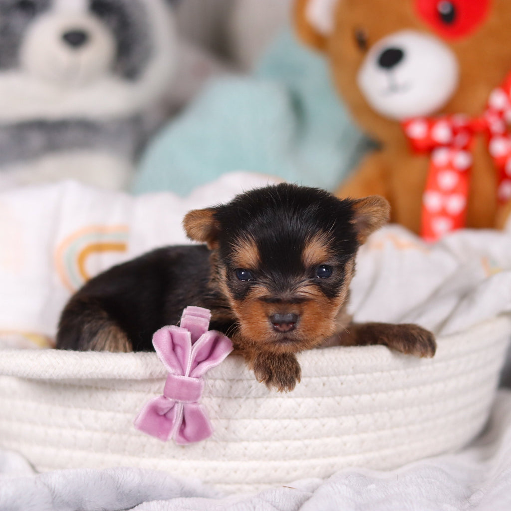 Ocean - Available 3/19