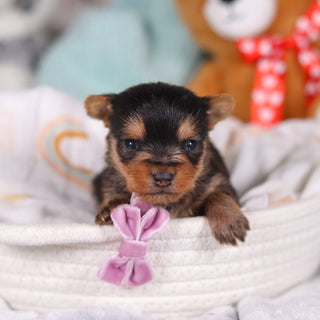 Ocean - Available 3/19