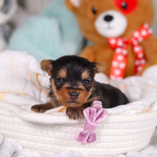 Ocean - Available 3/19