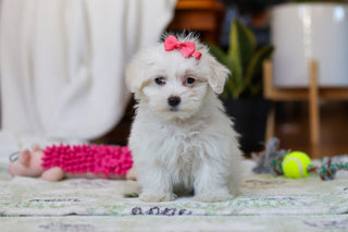 Ruby - Available Now