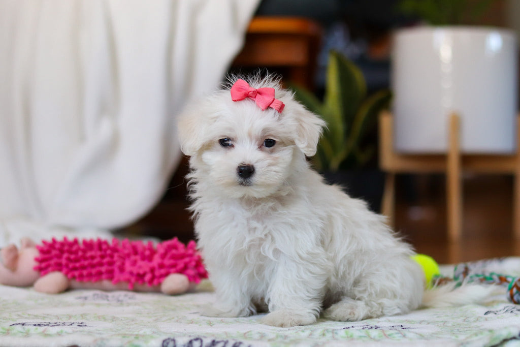 Ruby - Available Now