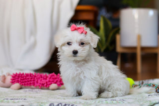 Ruby - Available Now