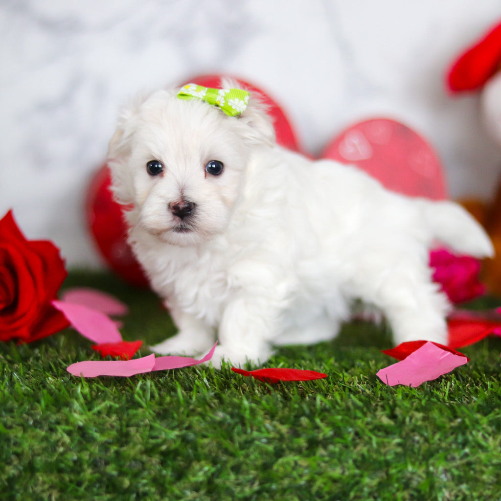 Jenna - Available Now