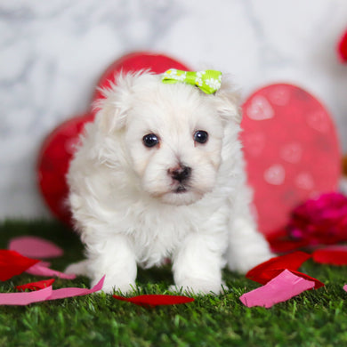 Jenna - Available Now