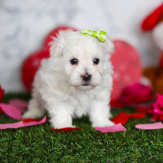 Jenna - Available Now