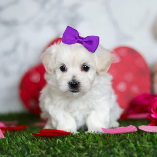 Juniper - Available Now