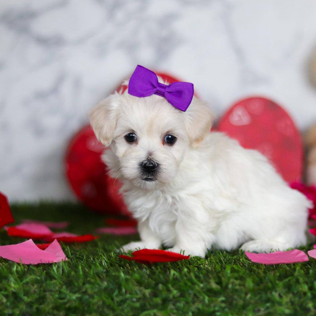 Juniper - Available Now