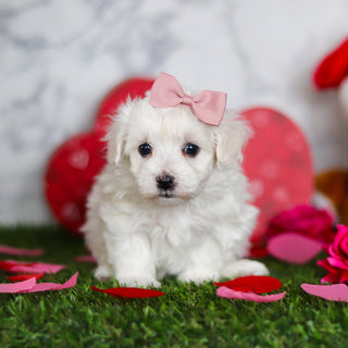 Journey - Available Now