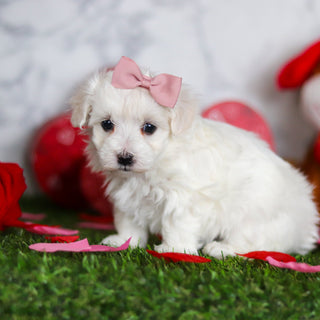 Journey - Available Now