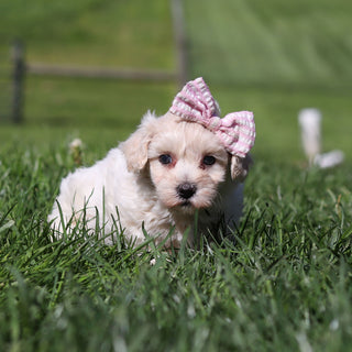 Elena - Available 5/21