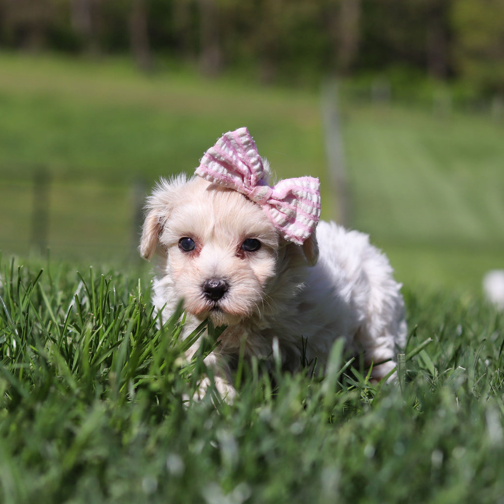 Elena - Available 5/21