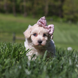 Elena - Available 5/21