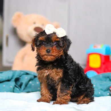 Elphie - Available Now