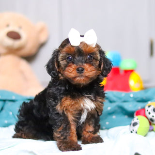 Glinda - Available Now