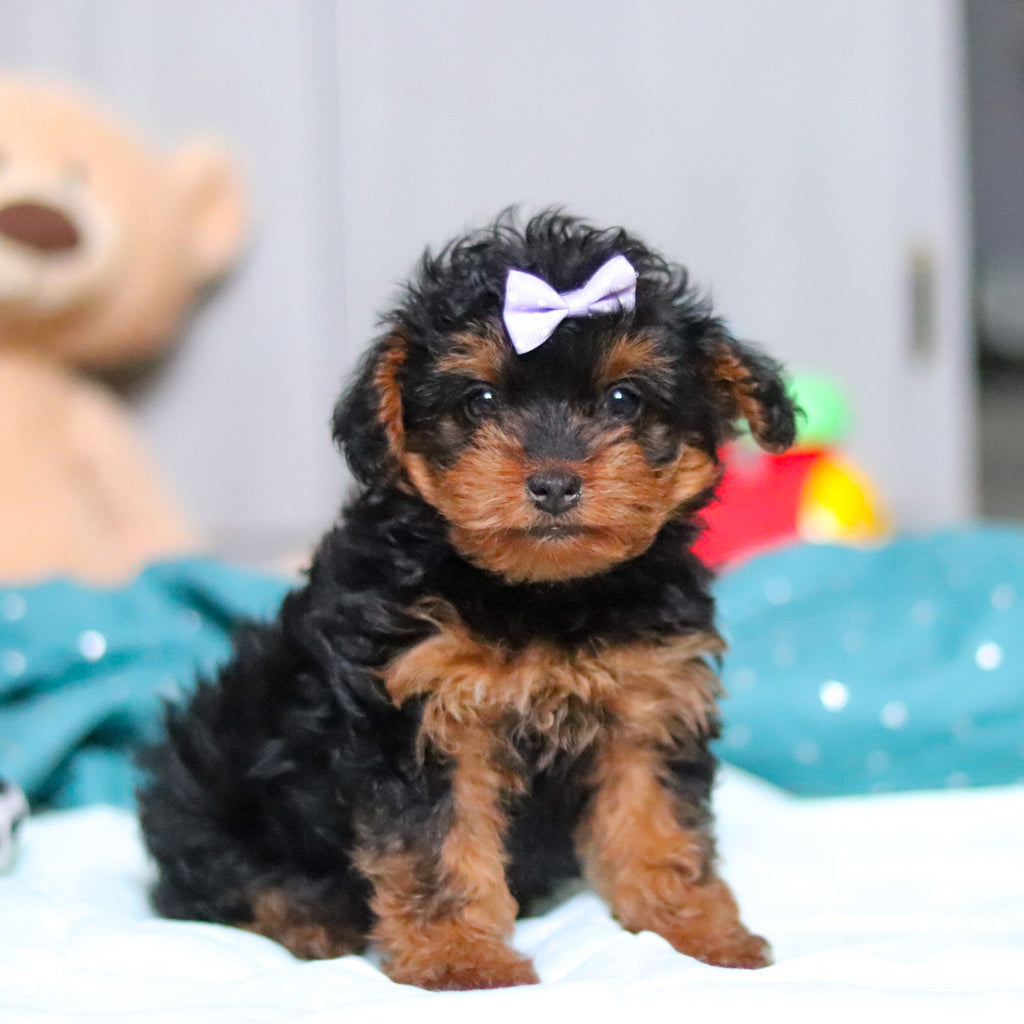 Nessa - Available Now