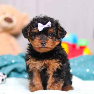 Nessa - Available Now