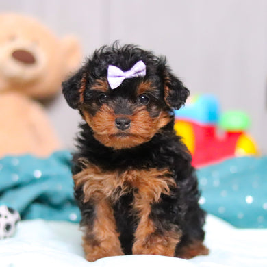 Nessa - Available Now