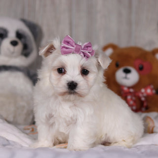 Marley - Available Now