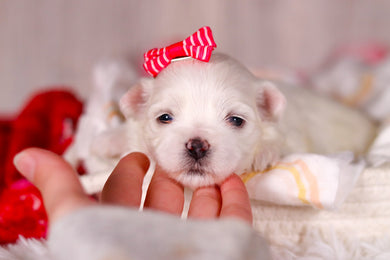 Marley - Available 3/5