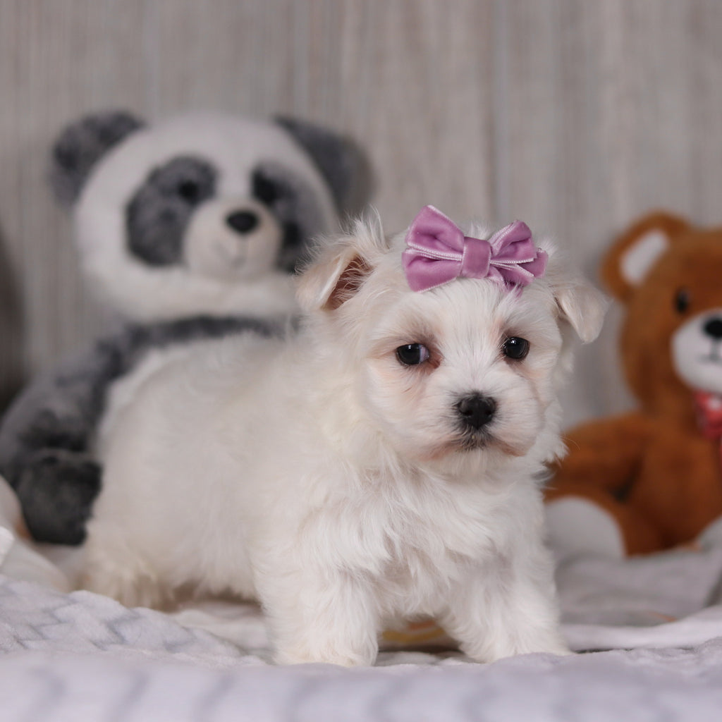 Marley - Available Now