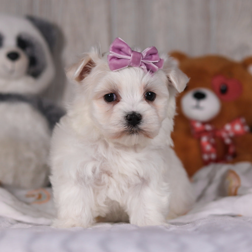 Marley - Available Now