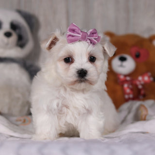 Marley - Available Now