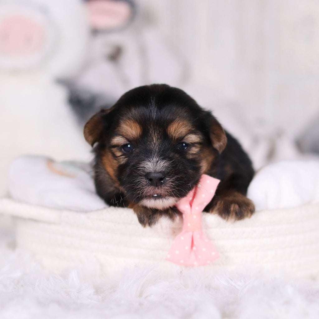 Mateo - Available 3/12