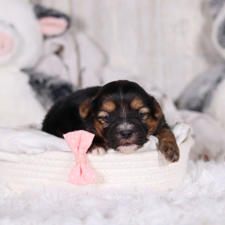 Mateo - Available 3/12