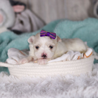 Janet - Available 3/5