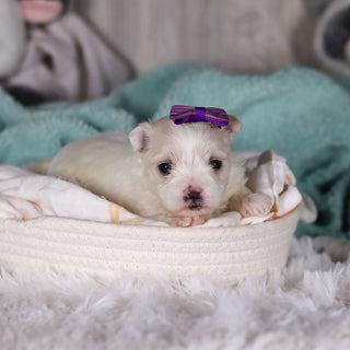 Janet - Available 3/5