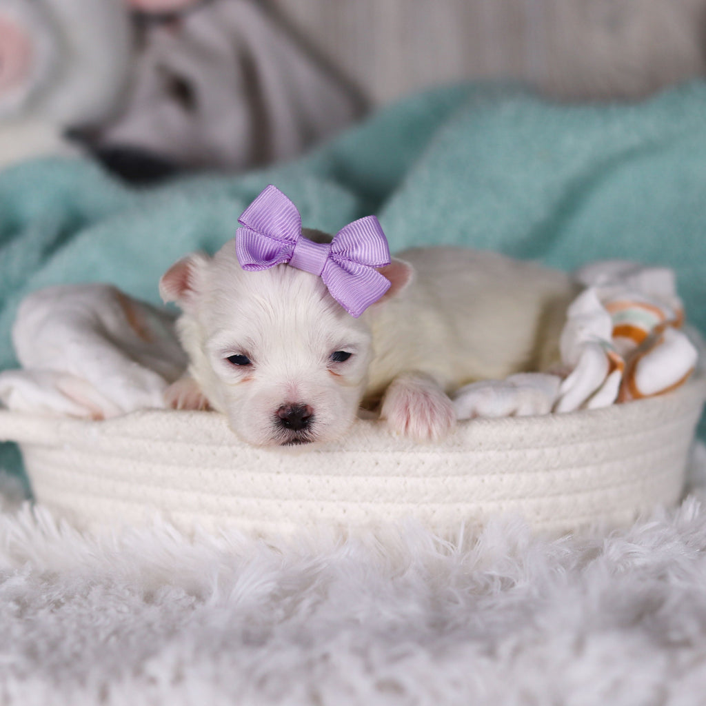 Jackie - Available 3/5