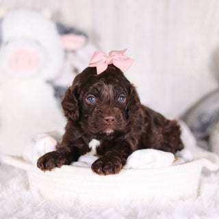 Camden - Available 3/5