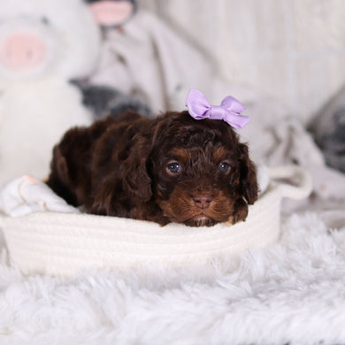 Clementine - Available 3/5