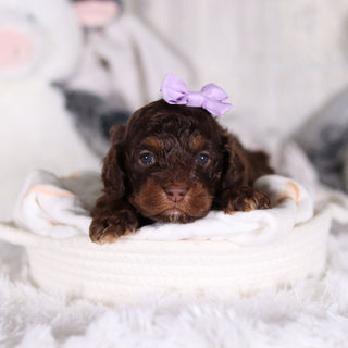 Clementine - Available 3/5