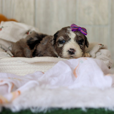 Buttercup - Available 6/4