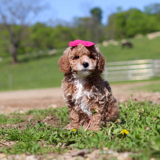 Trudy - Available 5/28