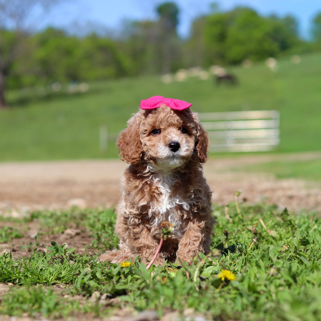 Trudy - Available 5/28