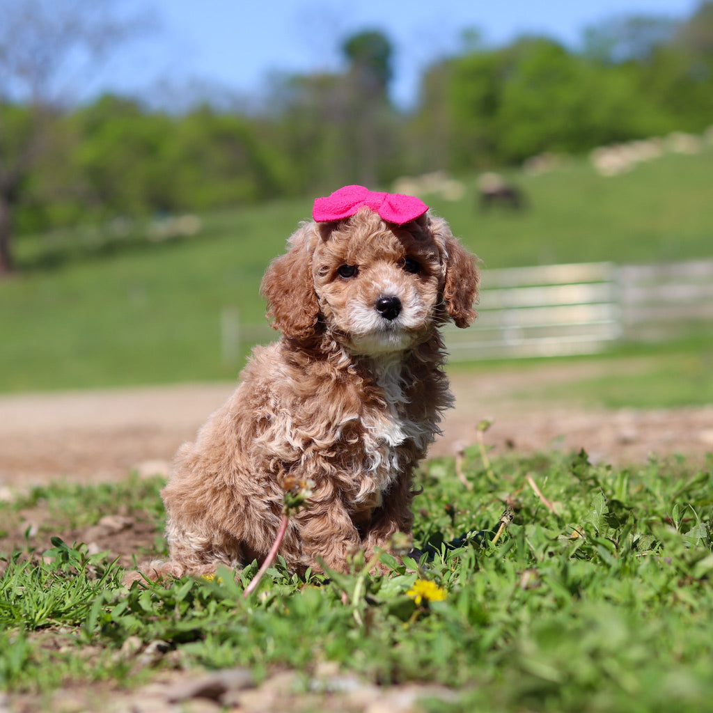 Trudy - Available 5/28