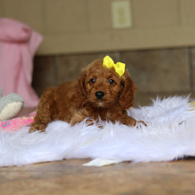 Nancy - Available 6/4