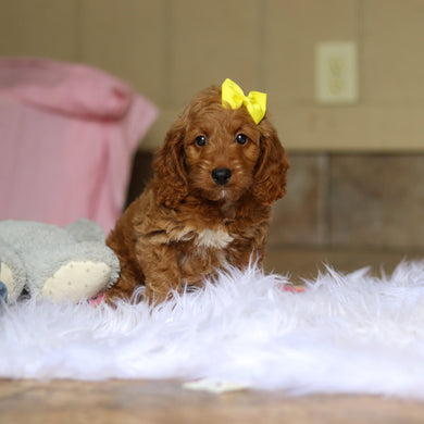 Nancy - Available 6/4