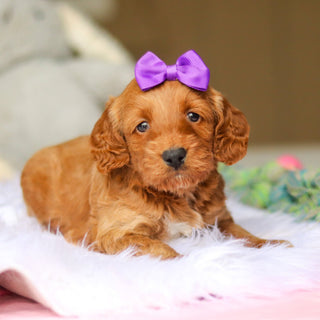 Nancy - Available 6/4