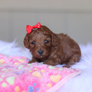 Taffy - Available 5/28