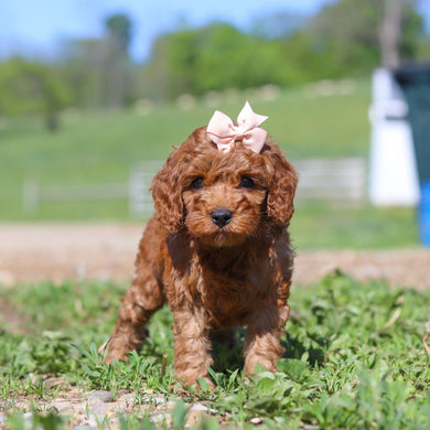 Taffy - Available 5/28