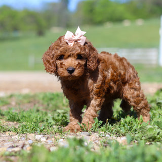 Taffy - Available 5/28