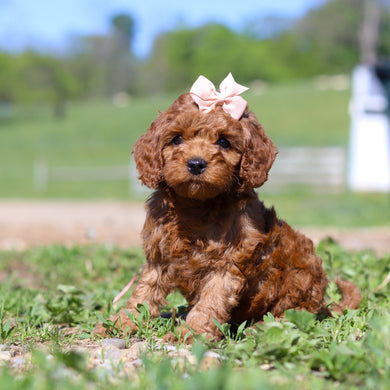 Taffy - Available 5/28