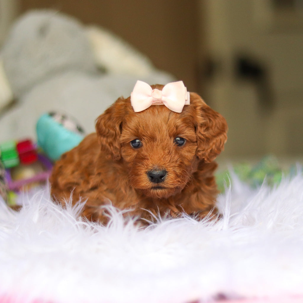 Nicky - Available 6/4